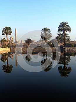 Reflection of palms photo