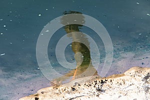 Reflection of a person in the puddle of water at Ondina beach photo
