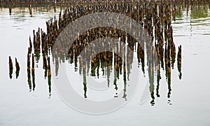 Reflection of Pilings in Calm Water