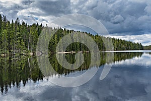 Riflessione da pino foresta pace sul nuvoloso presto arrivo primavera 