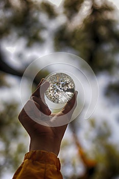 Reflection of pine tree in crystalball