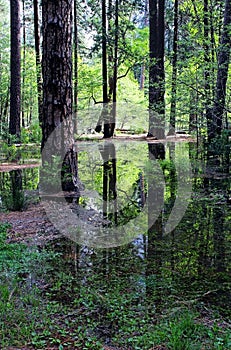 Reflection of Pine trees Yosemite, Yosemite National Park