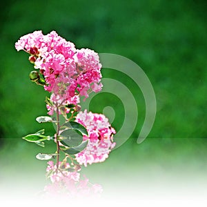 Reflection of Pink Crape flower