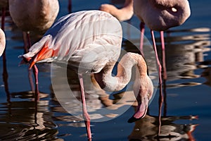 Reflection of a pink flamingo feeding in the Camargue, France