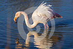 Reflection of a pink flamingo feeding in the Camargue, France