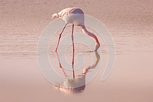 Reflection of a pink flamingo feeding in the Camargue, France