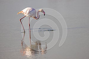 Reflection of a pink flamingo feeding in the Camargue, France