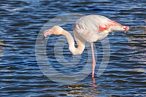 Reflection of a pink flamingo feeding in the Camargue, France