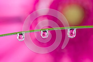 Reflection of a pink flower in a water drop on a grass blade, pink background