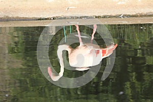 Reflection of pink and red flamingo on water