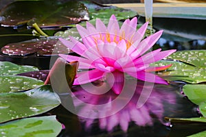 Reflection of pink waterlily lotus