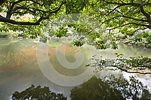 Reflection by the Pond in Japanese Garden