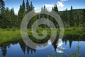 Reflection pond trees and green grass