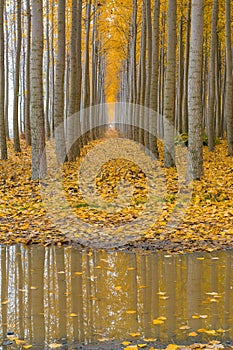 Reflection at Poplar Tree Farm in Boardman Oregon USA