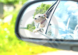 Reflection of the protruding passenger dog in the rearview mirror of a moving car.  White dog Looking Out Of Car Window