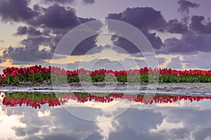 Reflection of red tulips in a pudle of water after some rain