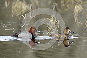 Reflection of redhead duck couple. photo