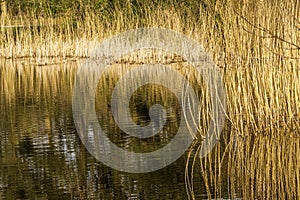 reflection of the reeds at the edge of the lake