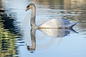 Reflection of a reticulated swan on a calm water body