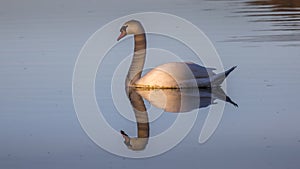 Reflection of a reticulated swan on a calm water body