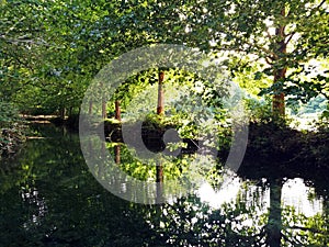 Reflection in river of green stretching tall trees in a symmetrical view