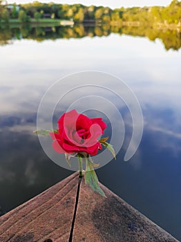 reflection rose clouds lake