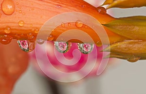 Reflection of rose in water drop