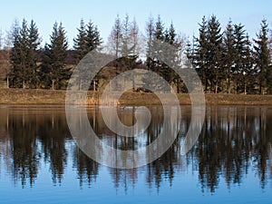 Reflection of a row of trees in the water