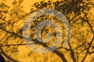 Reflection and shadow of tree in yellow wall. Abstract autumnal leaves shadow blurred background. Natural leaves tree