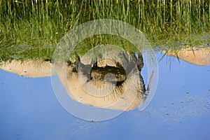 Reflection of sheep in water