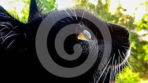 Reflection of the sky in the eye of a black cat