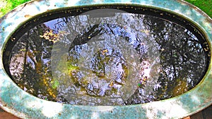 Reflection of sky and trees in the fish pond