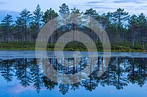 Reflection of small pine trees on calm bog lake