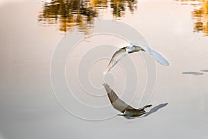 Reflection of a Snowy Egret in Flight across a body of water