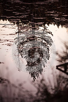 The reflection of the spruce in the lake.