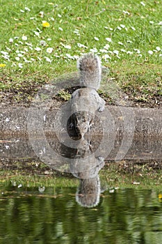 Reflection of squirrel in lake