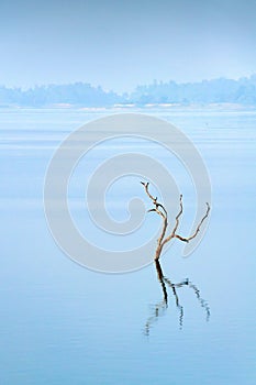 Reflection of Stump