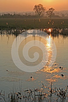 Reflection of the sun in a pond