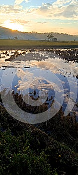 Reflection sunset and blue sky at rice field