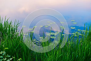 Reflection of the sunset in the river with water lilies, tall grass in the foreground.