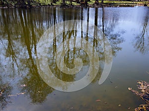 Reflection of tall trees in a small lake