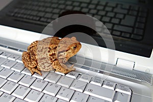 Reflection of toad