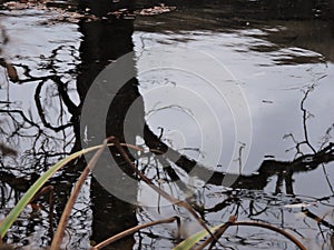 Reflection of tree in autumn pond in the park, Finland