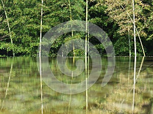 Reflection of tree and bamboo on a pond at dawn