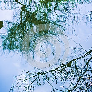 Reflection of tree branch on the surface of water