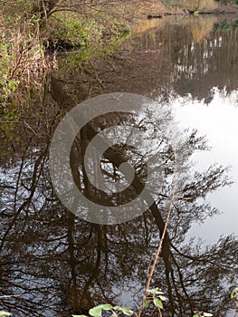 reflection of tree branch in water lake surface background