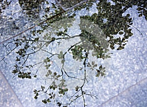 Reflection of tree branch on wet sidewalk