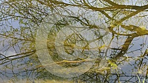 Reflection of a tree and branches in calm water with small waves.