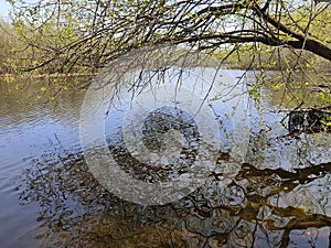 Reflection of a tree and branches in calm water with small waves