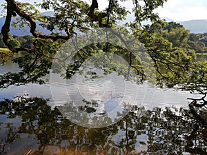 Reflection of tree branches on lake